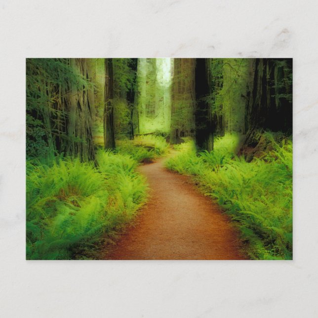 Carte Postale NA, USA, Californie, Jedediah Smith Redwoods (Devant)
