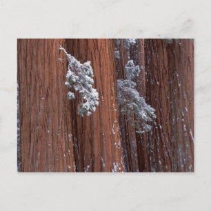 Carte Postale NA, USA, Californie. Parc national de Sequoia.