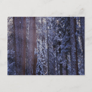 Carte Postale NA, USA, Californie. Parc national de Sequoia. 2