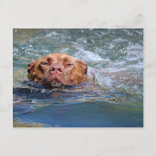 Carte Postale Nage de chien
