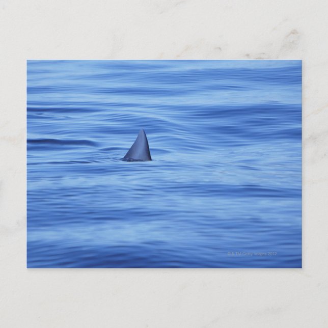 Carte Postale Nage de requins dans l'eau de mer (Devant)