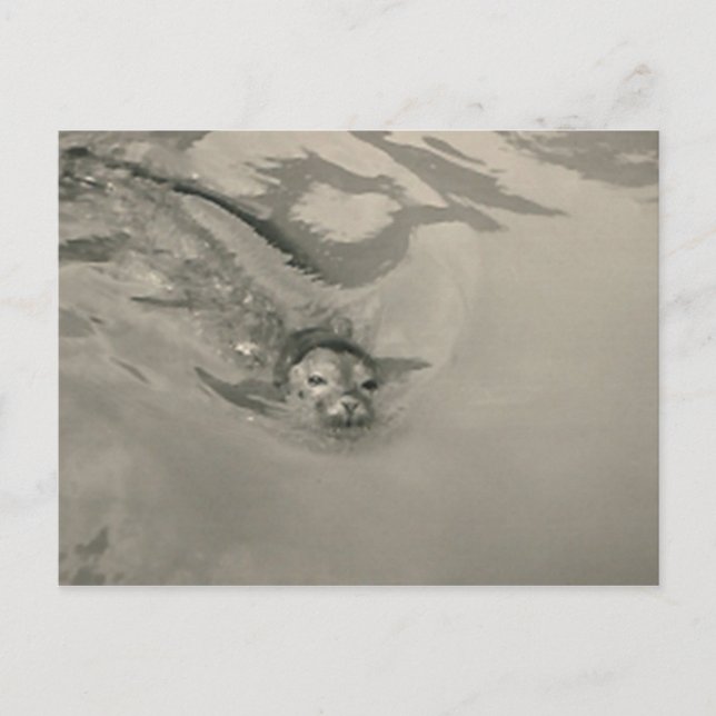 Carte Postale nage d'otaries (Devant)