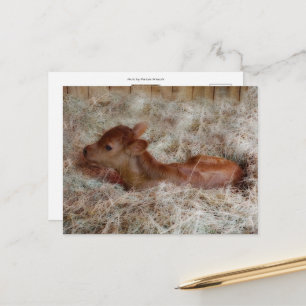 Carte Postale Nain dans la paille, coutume