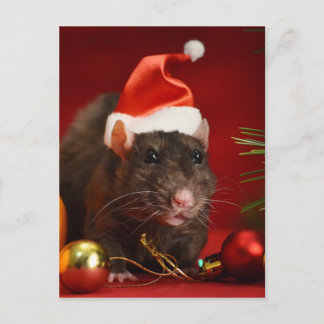 Carte Postale Nain en colère.