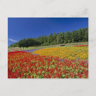 Carte Postale Nakafurano, Sorachi, Hokkaido, Japon