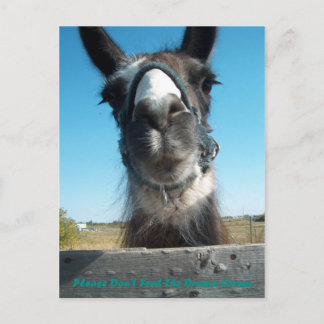 Carte Postale N'alimentez pas le drame Llama