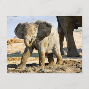 Carte Postale Namibie, Afrique : bébé éléphant d'Afrique