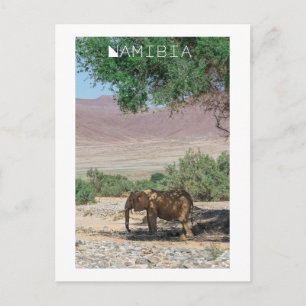 Carte Postale Namibie Afrique Huab River Elephant Damaraland