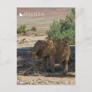 Carte Postale Namibie Afrique Huab River Elephant Damaraland