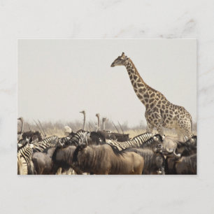 Carte Postale Namibie, Parc national d'Etosha. Une girafe solita