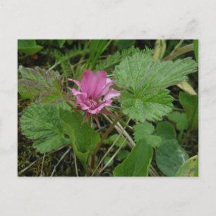 Carte Postale Nangoon Blossom, île de l'Unalaska