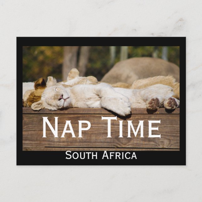 Carte Postale Nap Time Lion Cubs Afrique du Sud (Devant)