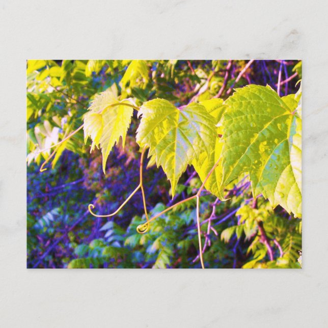 Carte Postale Napa Valley (Devant)