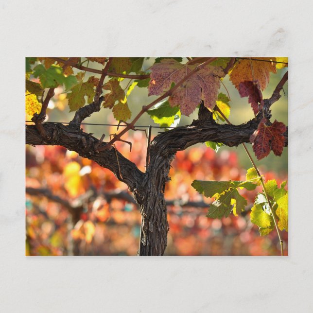 Carte Postale Napa Valley Vineyard en Californie (Devant)