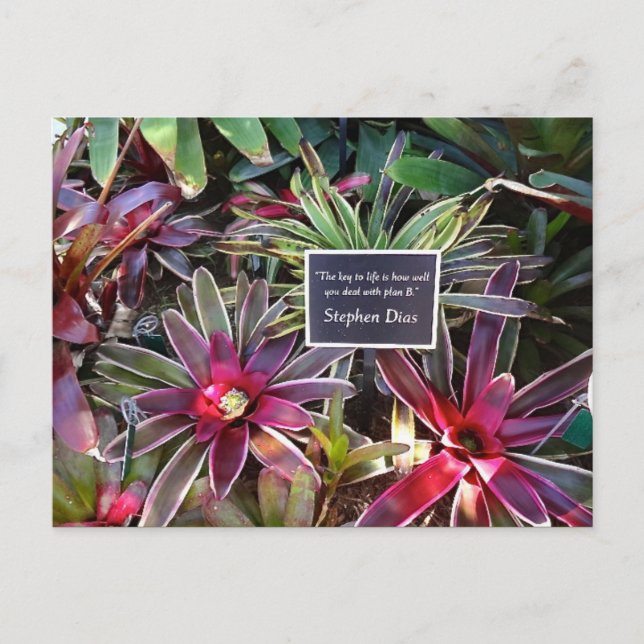 Carte Postale Naples Florida Botanical Garden Stephen Dias Citat (Devant)