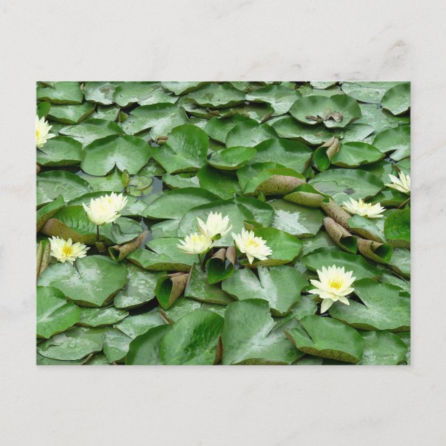 Carte Postale Nappes D'Eau (Devant)