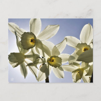 Carte Postale Narcissen die bloeien met een lente blauwe lucht 