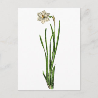 Carte postale - Narcissus