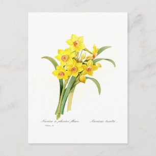 Carte Postale Narcissus tazetta
