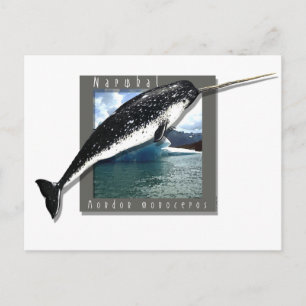 Carte Postale Narwhal
