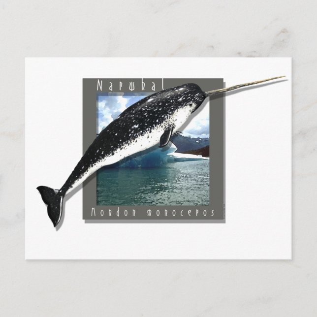 Carte Postale Narwhal (Devant)