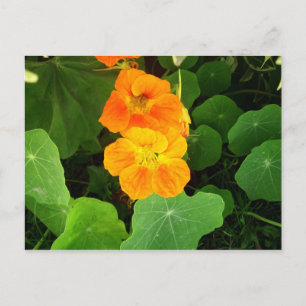 Carte Postale Nasturtium