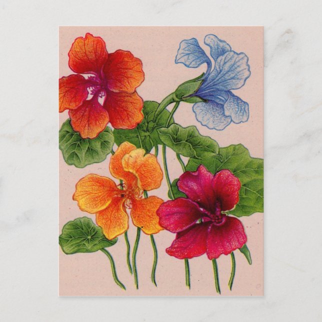 Carte Postale nasturtium (Devant)