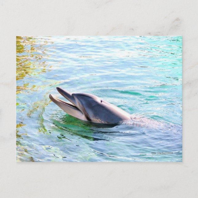 Carte Postale Natation des dauphins (Devant)