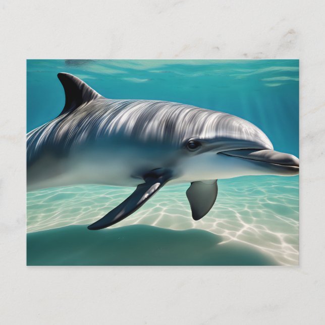 Carte Postale Natation des dauphins sous-marins (Devant)