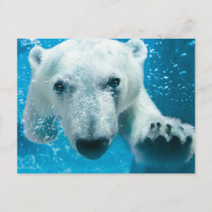 Carte Postale Natation d'ours blanc