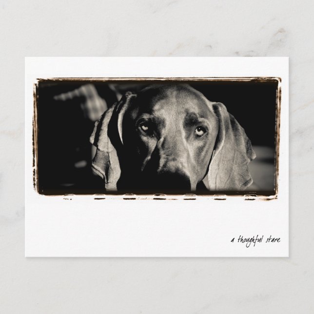 Carte Postale Nation Weimaraner : "Un regard réfléchi" (Devant)