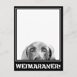 Carte Postale Nation Weimaraner : Weimaraner Dans Une Boîte !