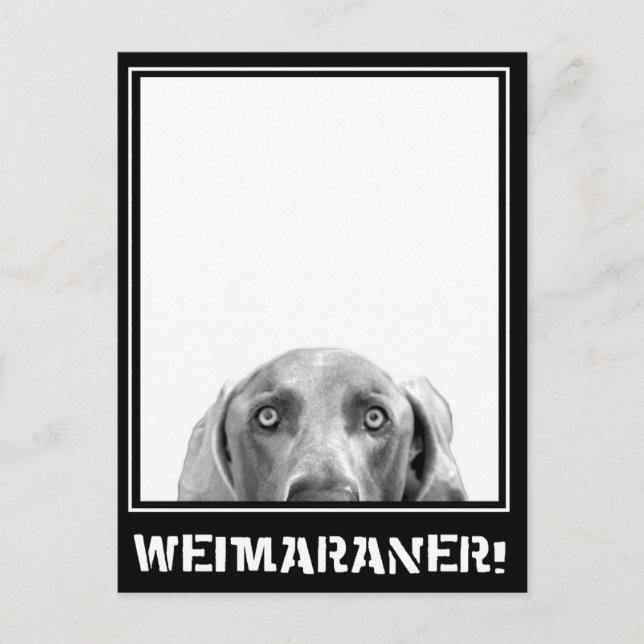 Carte Postale Nation Weimaraner : Weimaraner Dans Une Boîte ! (Devant)