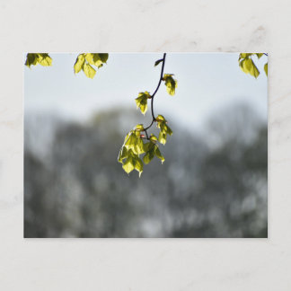 Carte Postale Nature 