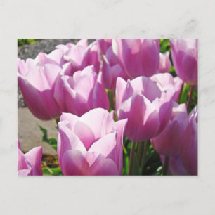 Carte Postale Nature Colorée Fleurs de tulipes violettes brillan