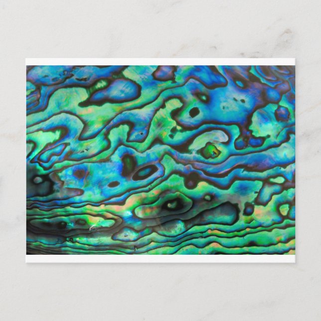 Carte Postale Nature design paua ormeau (Devant)