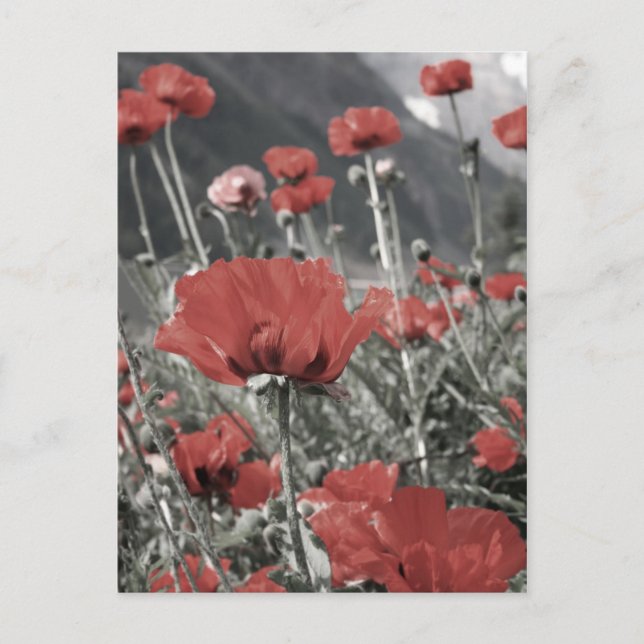 Carte Postale nature du pays paysage fleur de pavot rouge (Devant)