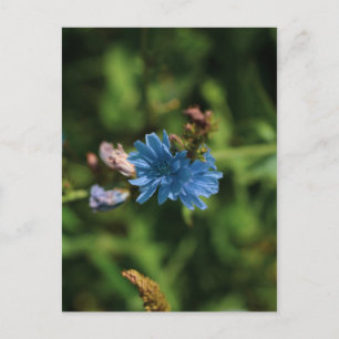 Carte Postale Nature Fleur de maïs bleu Biélorussie Symbole