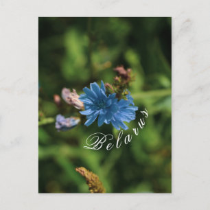 Carte Postale Nature Fleur de maïs bleu Biélorussie Symbole
