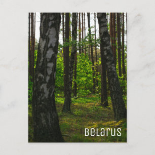 Carte Postale Nature Forêt Biélorussie Paysage Biélorussie