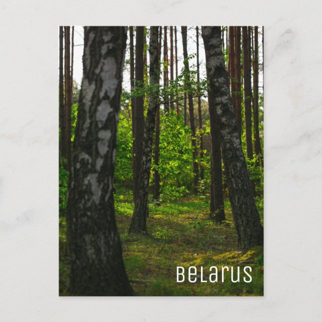 Carte Postale Nature Forêt Biélorussie Paysage Biélorussie (Devant)