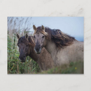 Carte postale Nature - Konik Ponies à Oare Marsh