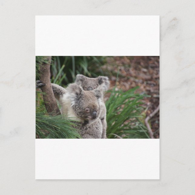 Carte Postale Nature mignonne Arbre Jungle Safari Koala Animaux  (Devant)
