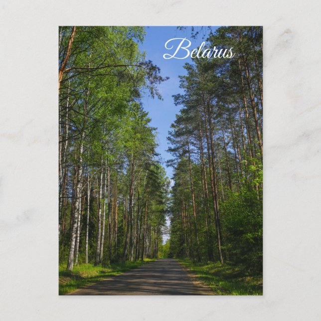 Carte Postale Nature Paysage Paysage Paysage Forêt Birch Biéloru (Devant)