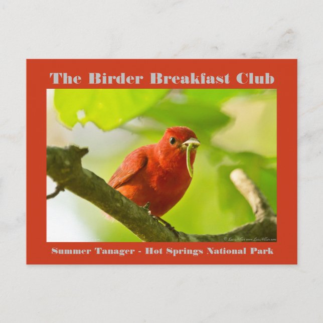 Carte Postale Nature Photographie été Tanager Birder (Devant)
