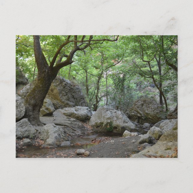 Carte postale Nature Walk (Devant)