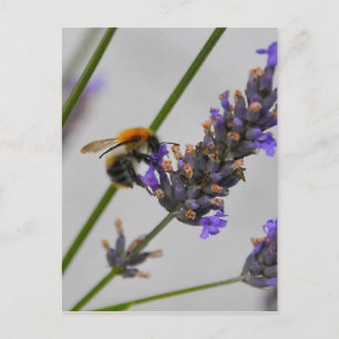 Carte Postale Natures de merveilleux travailleurs