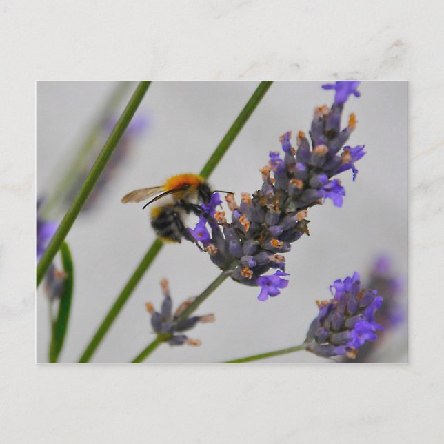 Carte Postale Natures de merveilleux travailleurs (Devant)