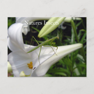 Carte Postale Natures Insects On Flower