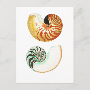 CARTE POSTALE "NAUTILUS"